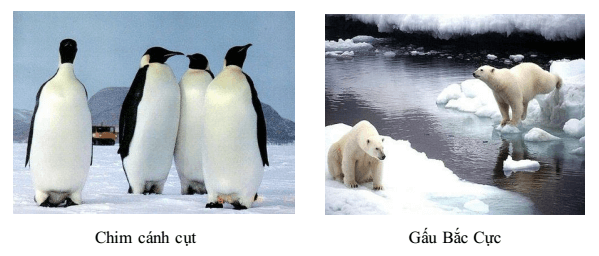 động vật đới lạnh