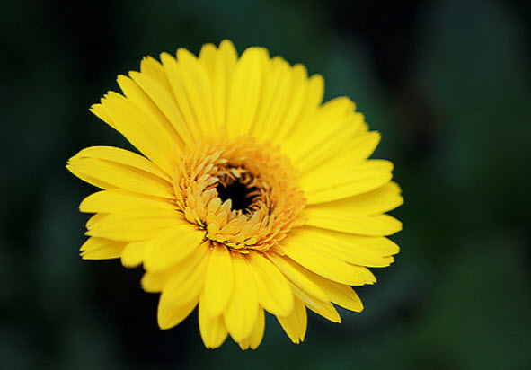 Tả một loại hoa mà em thích nhất: Hoa Cúc