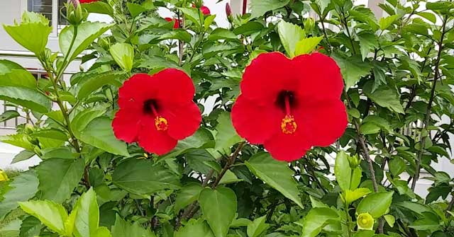 Tập làm văn lớp 2: Tả một loại hoa mà em thích nhất