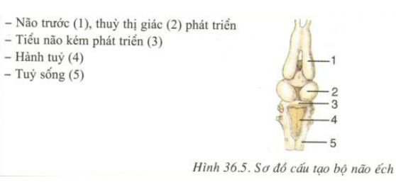 Giải bài tập Sinh học 7