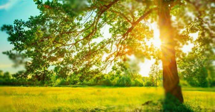 Miêu tả cảnh ngày hè lớp 2