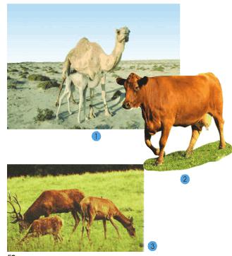 Giải bài tập SGK Tự nhiên và xã hội 2