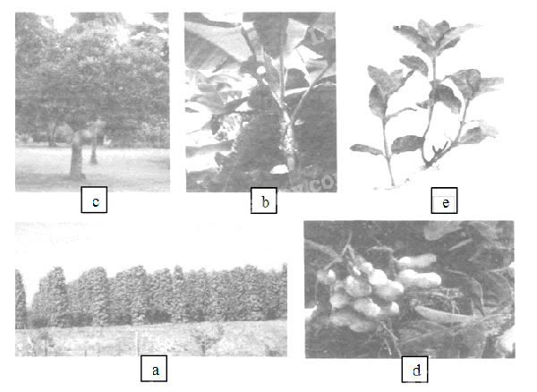 Giải Vở bài tập Tự nhiên và xã hội 2 bài 25