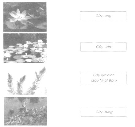 Giải Vở bài tập Tự nhiên và xã hội 2 bài 26