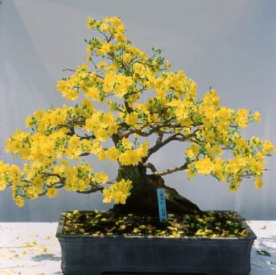 Tả cây hoa mai ngày Tết