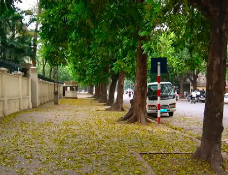 Tả cây sấu lớp 4