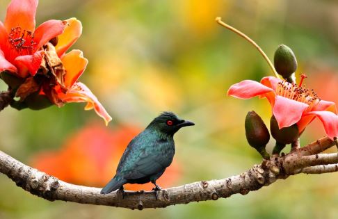 Kể về ngày Tết ở quê em