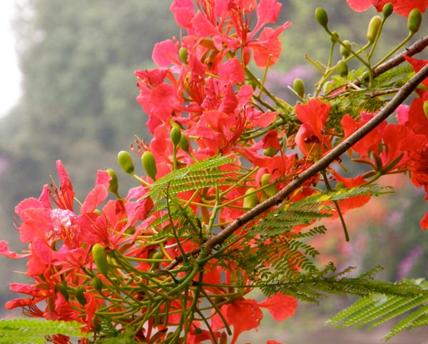 Văn miêu tả lớp 2: Tả cây phượng nơi sân trường