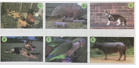 Giải Tiếng việt lớp 4 VNEN: Bài 29C