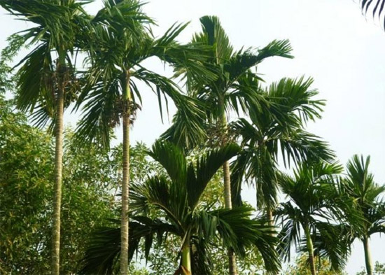 Tả cây cau lớp 4, 5