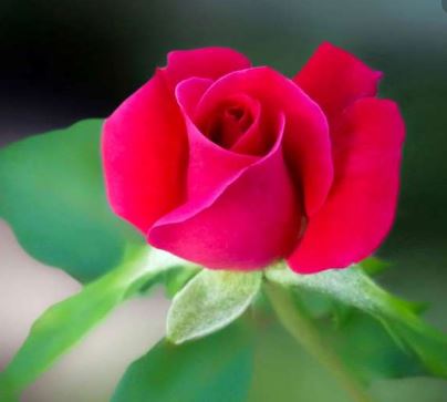 Tập làm văn lớp 2: Tả cây hoa hồng