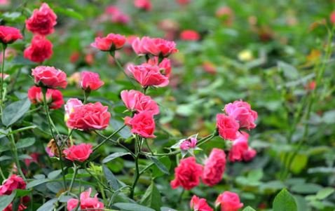 Bài văn Tả cây hoa hồng - Số 1