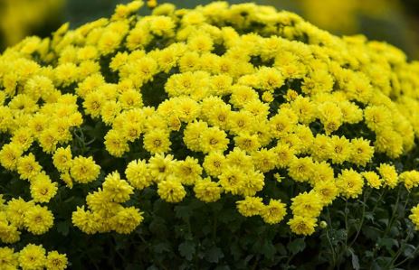 Bài văn Tả hoa cúc mẫu 2