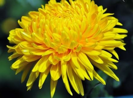 Bài làm 1: Tả Hoa cúc