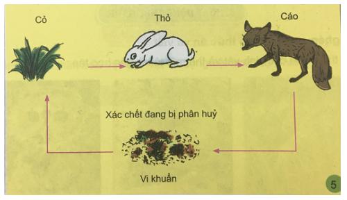 Giải Khoa học lớp 4 VNEN bài 33: Chuỗi thức ăn trong tự nhiên