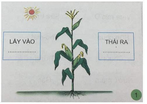 Giải Khoa học lớp 4 VNEN