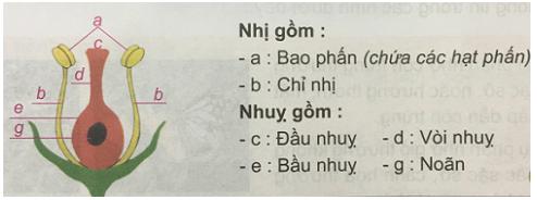 Giải Khoa học lớp 5 VNEN