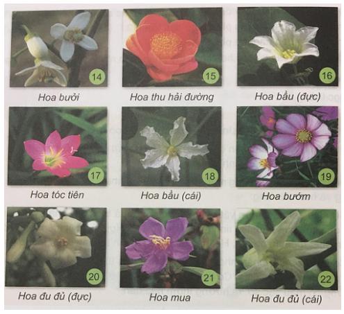 Giải Khoa học lớp 5 VNEN