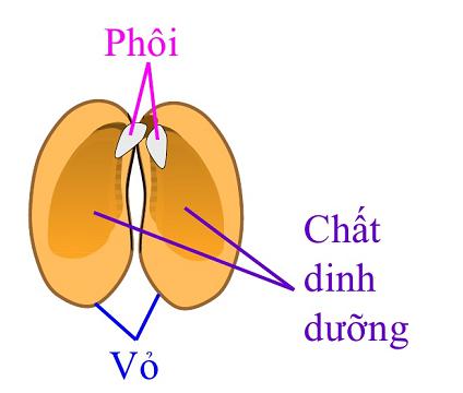 Giải Khoa học lớp 5 VNEN bài 28