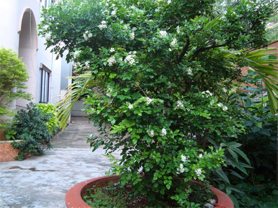 Tả chậu hoa nguyệt quế