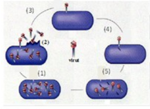 trắc nghiệm sinh học 10