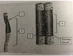 Trắc nghiệm sinh học 11