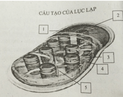 Trắc nghiệm Sinh học 11