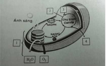 Trắc nghiệm sinh học 11