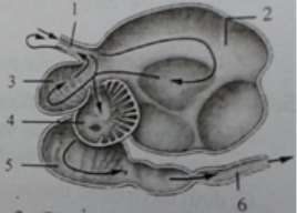 Trắc nghiệm sinh học 11