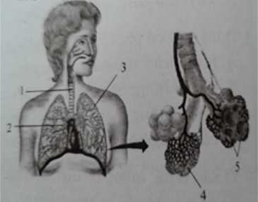 trắc nghiệm sinh học 11