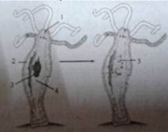 trắc nghiệm sinh học 11