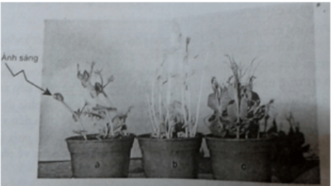 trắc nghiệm sinh học 11