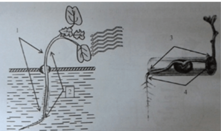 trắc nghiệm sinh học 11