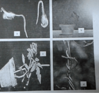 trắc nghiệm sinh học 11