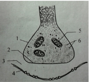 Trắc nghiệm sinh học 11