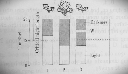 Trắc nghiệm sinh học 11