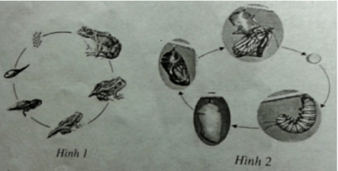 trắc nghiệm sinh học 11