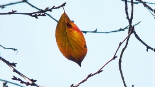 Kết cấu đảo ngược tình huống hai lần trong truyện ngắn Chiếc lá cuối cùng