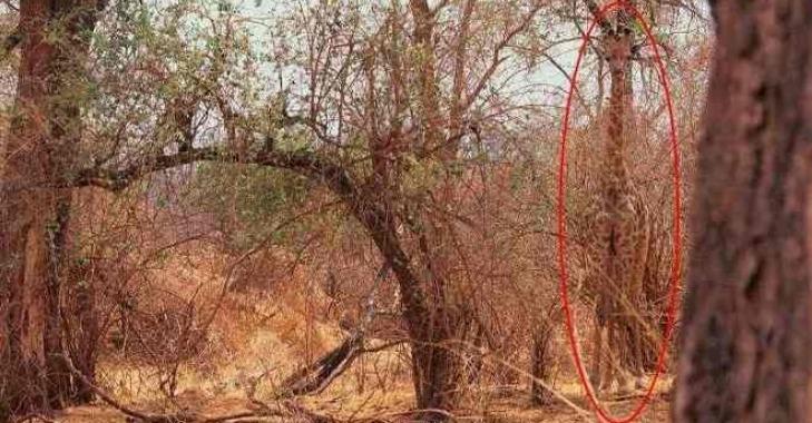 Thử tài tinh mắt