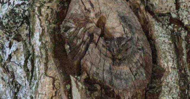 Thử tài tinh mắt