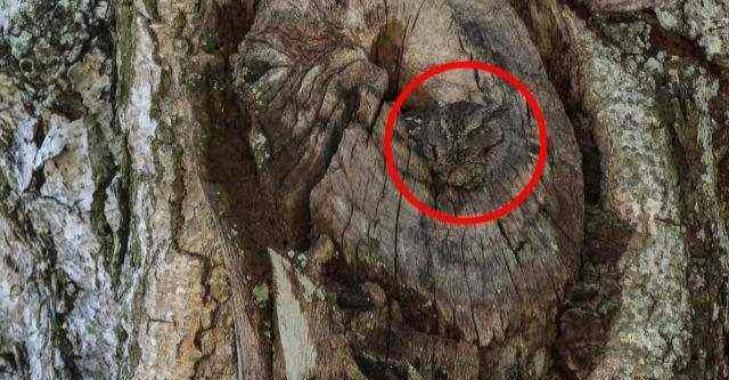 Thử tài tinh mắt