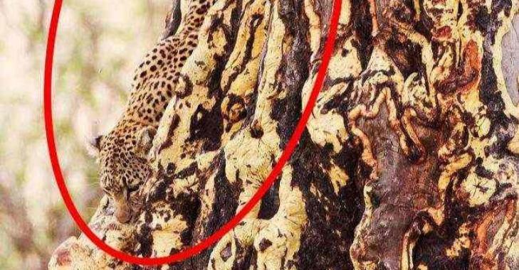 Thử tài tinh mắt