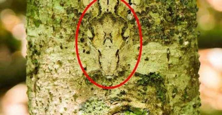 Thử tài tinh mắt