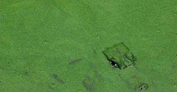 Thử tài tinh mắt