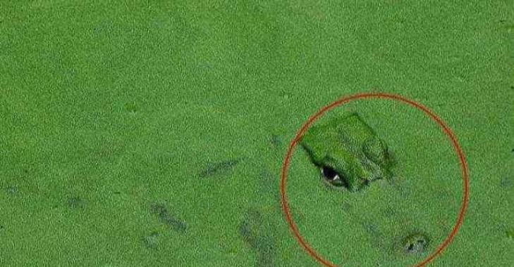 Thử tài tinh mắt