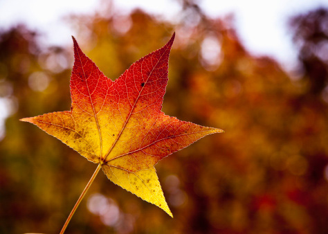 Nét đẹp chuyển thu trong bài thơ Sang thu của Hữu Thỉnh