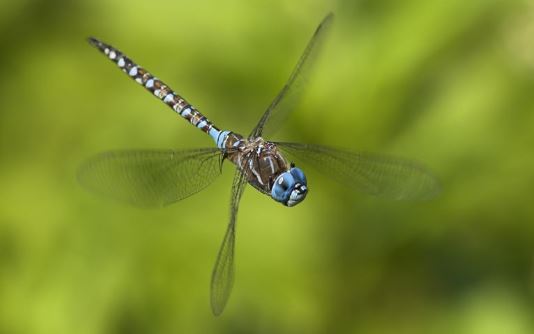 Tả con chuồn chuồn 