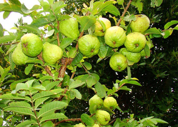 Tả cây ổi, quả ổi