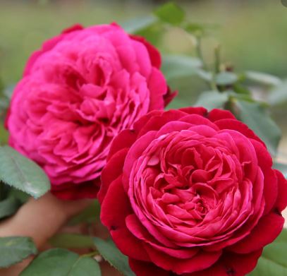 Kể về một loại hoa mà em thích nhất