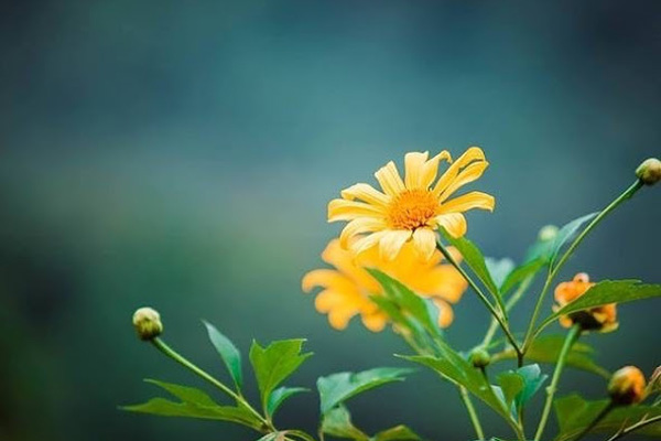 Bài nghị luận xã hội về lắng nghe với lòng thấu cảm là chìa khóa của thành công